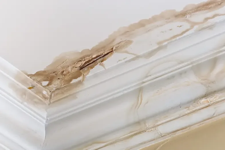 Brown water stain running along a ceiling and crown molding under a roof leak